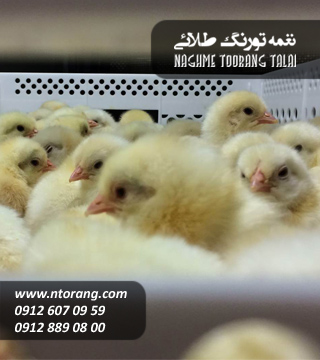 فروش جوجه گوشتی کوثر
